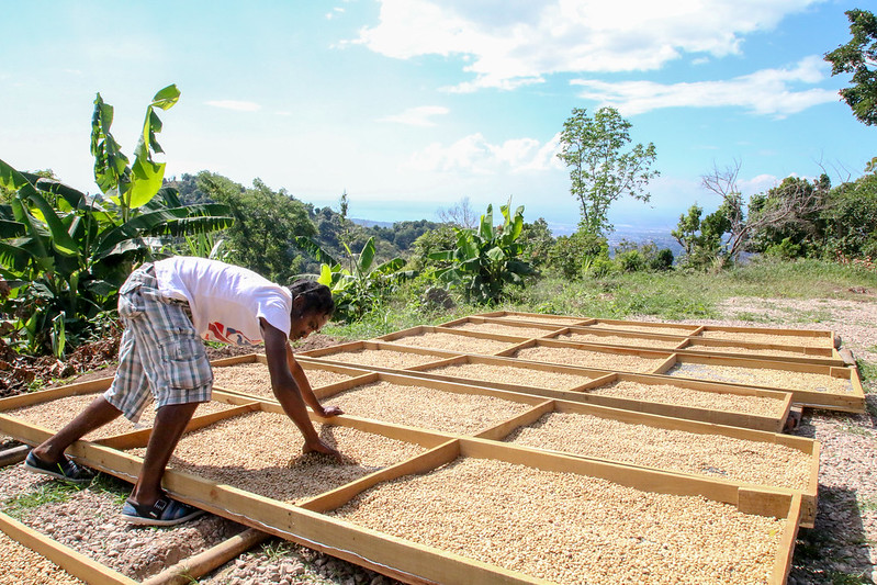 CÀ PHÊ JAMAICA BLUE MOUNTAIN - CÀ PHÊ NỔI TIẾNG THẾ GIỚI| CENTURY COFFEE