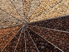 CÓ BAO NHIÊU LOẠI HẠT CÀ PHÊ TRÊN THẾ GIỚI VÀ VIỆT NAM? | CENTURY COFFEE
